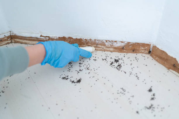 Best Commercial Pest Control Services  in Medina, NY